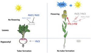 WBCS Vernalilzation - Agriculture Notes IMAGE
