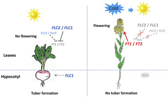 WBCS Vernalilzation - Agriculture Notes IMAGE
