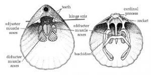 WBCS Hard-Part Morphology Of Brachiopoda - Geology Notes IMAGE