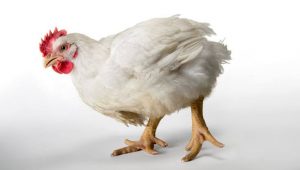 WBCS Animal Husbandry And Veterinary Science Notes On - Feed For Broiler NOTES IMAGE
