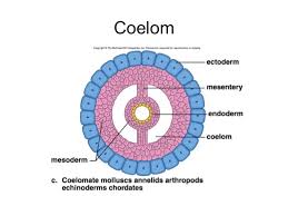 WBCS Zoology Notes On - Coelom In Annelida IMAGE