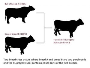 WBCS Agriculture Notes On - Crossbreeding IMAGE