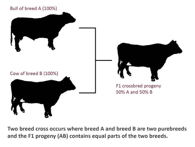 WBCS Agriculture Notes On - Crossbreeding IMAGE