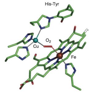 WBCS Notes On - Cytochromes - Chemistry IMAGE
