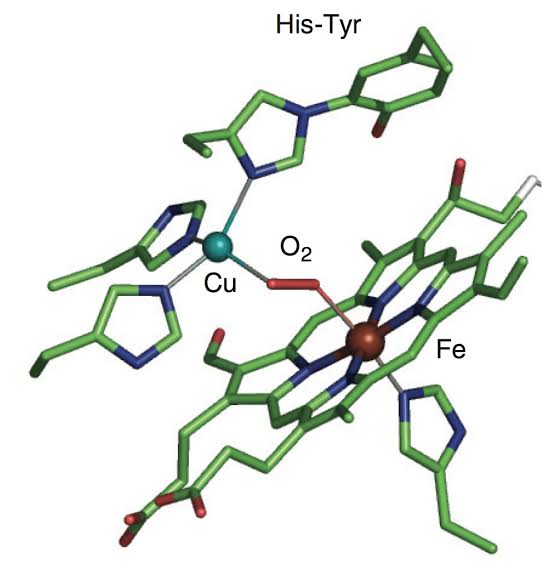 WBCS Notes On - Cytochromes - Chemistry IMAGE