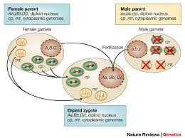 WBCS Cytoplasmic Inheritance - Zoology Notes IMAGE