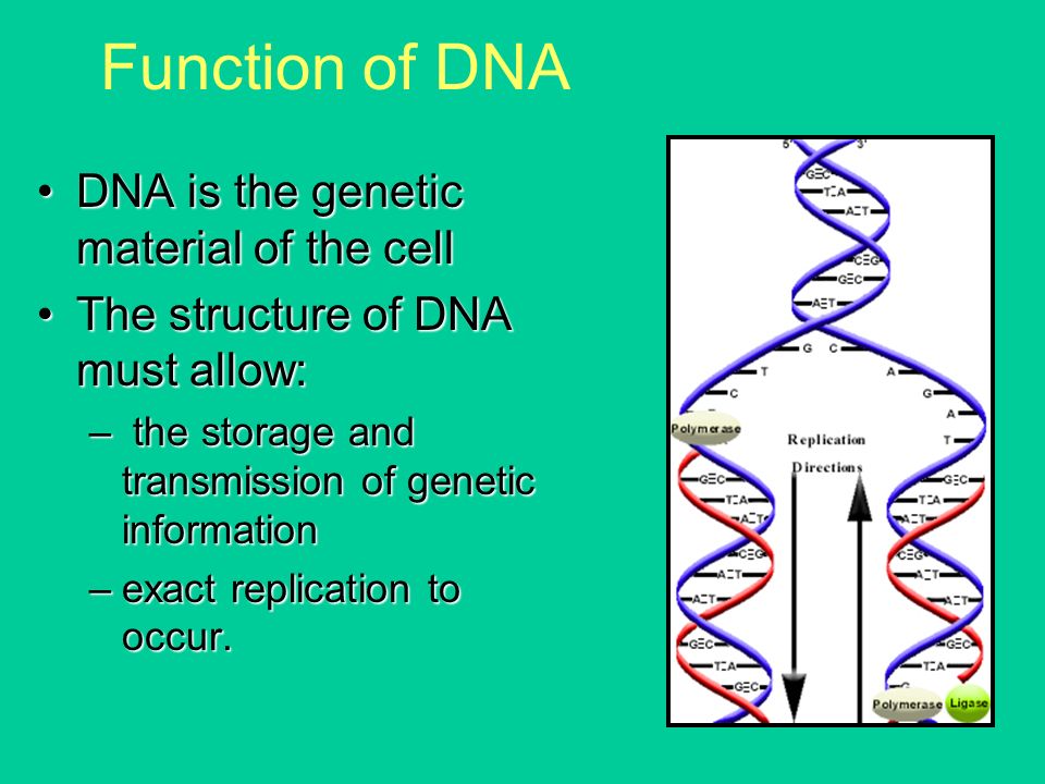 WBCS Function Of Genetic Material - Zoology Notes IMAGE