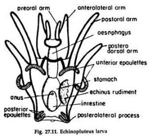 WBCS Larval Forms Of Echinodermata - Zoology NOTES IMAGE