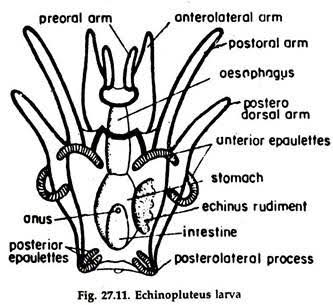 WBCS Larval Forms Of Echinodermata - Zoology NOTES IMAGE