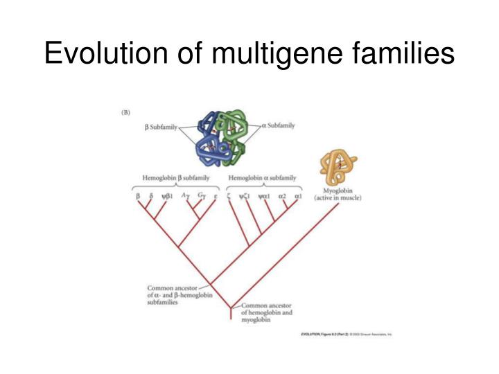 WBCS Multigene Families - Botany Notes IMAGE