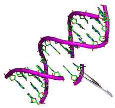 WBCS General Science Notes On - Chromosome Theory IMAGE