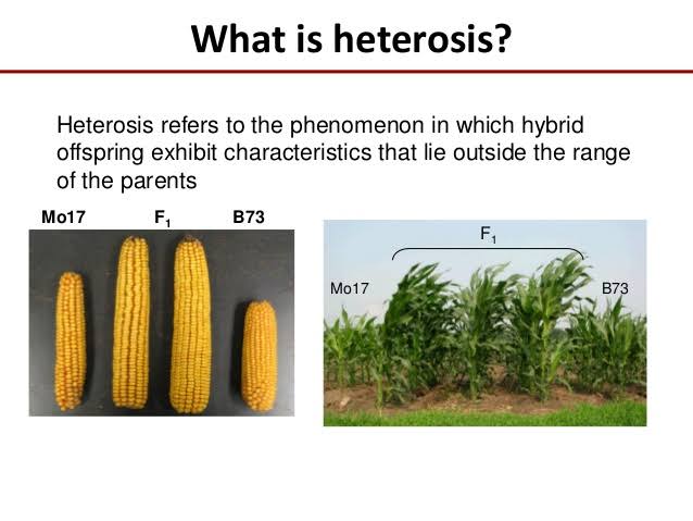 WBCS Agriculture Notes On - Heterosis NOTES IMAGE
