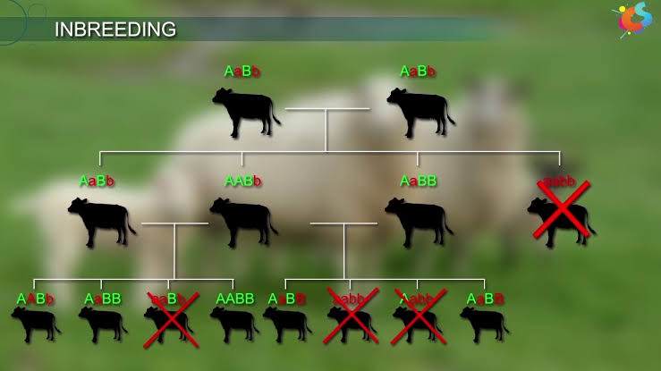 WBCS Inbreeding - Agriculture Notes IMAGE
