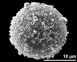 WBCS Botany Notes On - Palynology NOTES IMAGE