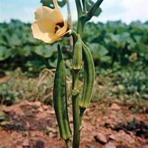 WBCS Botany Notes On - Malvaceae NOTES IMAGE