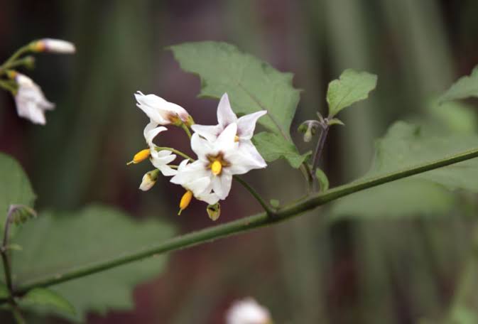 WBCS Solanaceae - Botany Notes IMAGE