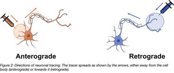 WBCS Retrograde And Anterograde- Psychology Notes IMAGE
