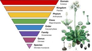 WBCS Plant Resource Development - Botany Notes IMAGE
