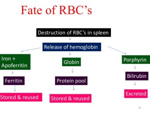 WBCS FATE OF THE RED BLOOD CELLS - Medical Science Notes IMAGE