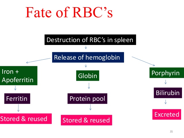 WBCS FATE OF THE RED BLOOD CELLS - Medical Science Notes IMAGE