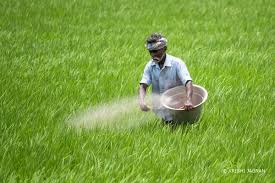 WBCS Cultivation Practices Of Rice - Agriculture Notes IMAGE