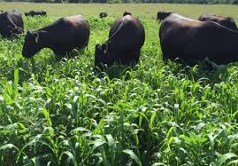 WBCS Agriculture Notes On - Forage Crops IMAGE