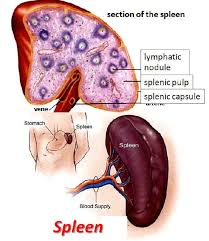 WBCS Splenomegaly - Medical Science Notes IMAGE