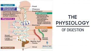 Physiology Of Digestion - Zoology Notes IMAGE