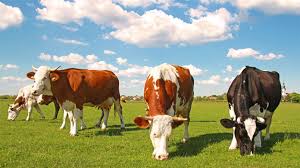 WBCS Main Examination Optional Animal Husbandry And Veterinary Science Question Paper IMAGE