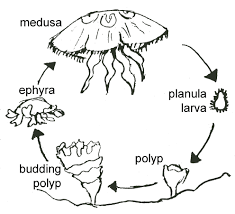 WBCS Life History Of Aurelia - Zoology Notes IMAGE