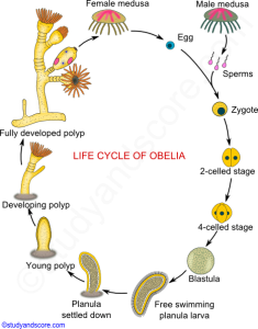 WBCS Life Cycle Of Obelia - Zoology Notes IMAGE