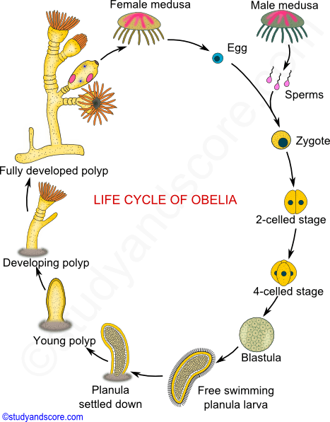 WBCS Life Cycle Of Obelia - Zoology Notes IMAGE