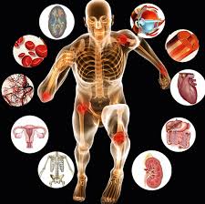 WBCS Optional Physiology Question Paper I And II DOWNLOAD IMAGE