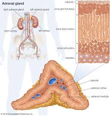 WBCS Zoology - Histological Structure Of The Adrenal Cortex NOTES IMAGE