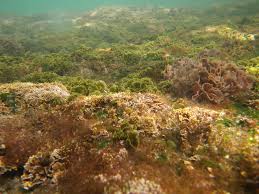 WBCS Algal Biotechnology - Botany Notes IMAGE