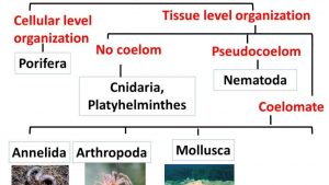 WBCS Biology - Classification Of Organisms - Notes IMAGE