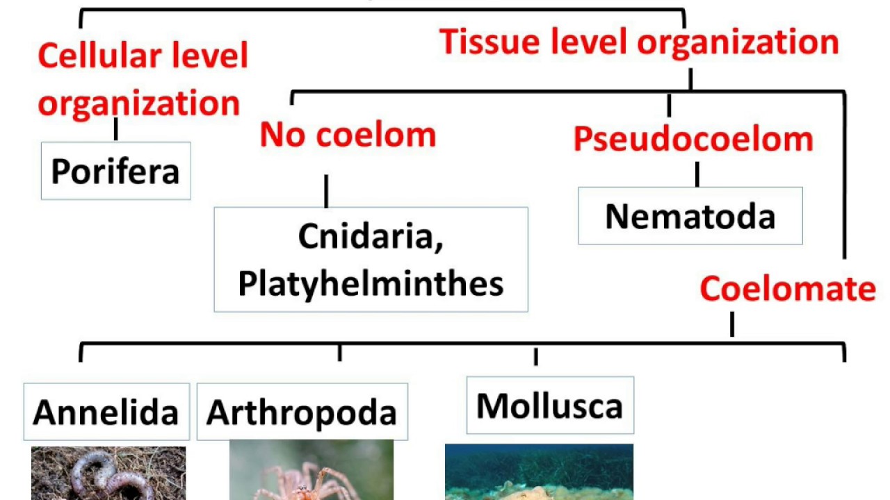WBCS Biology - Classification Of Organisms - Notes IMAGE