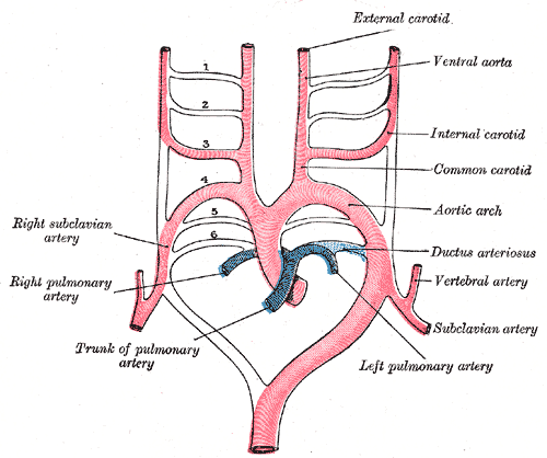 WBCS Zoology - Aortic Arches of Teleost NOTES IMAGE