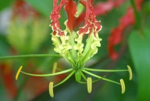 WBCS Aromatic Crops - Agriculture Notes IMAGE