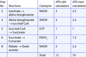 WBCS Zoology - Role Of Mitochondria In ATP Generation NOTES IMAGE