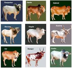 WBCS Various Indigenous Breeds Of Livestock - Animal Husbandry And Veterinary Science NOTES IMAGE