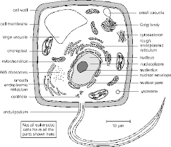 WBCS Ultrastructure Of Cell - Botany Notes IMAGE