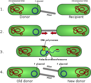 WBCS ZOOLOGY Conjugation In Ciliates NOTES IMAGE