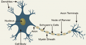 WBCS Biology - Control and Coordination - Notes IMAGE
