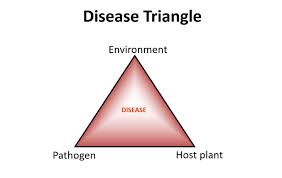 WBCS BOTANY The Disease Triangle NOTES IMAGE