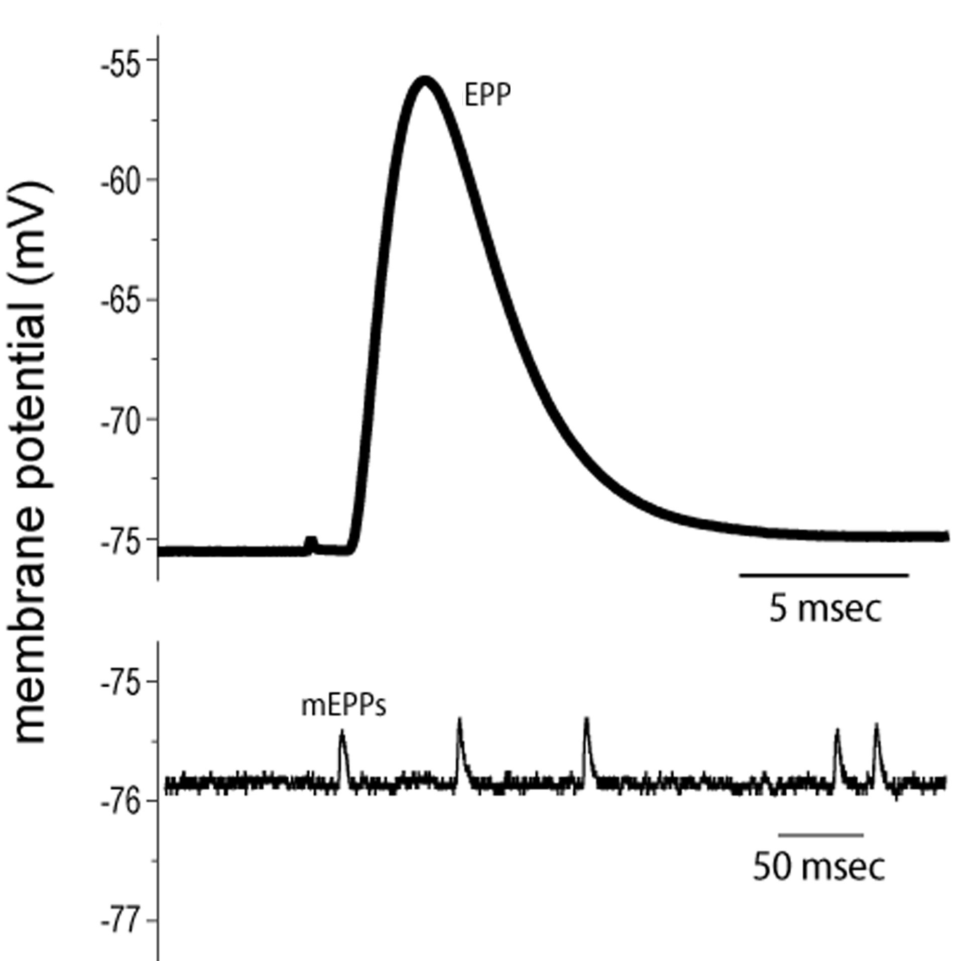 WBCS Physiology - End Plate Potential NOTES IMAGE