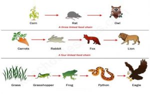 WBCS Food Chain - Notes Biology IMAGE