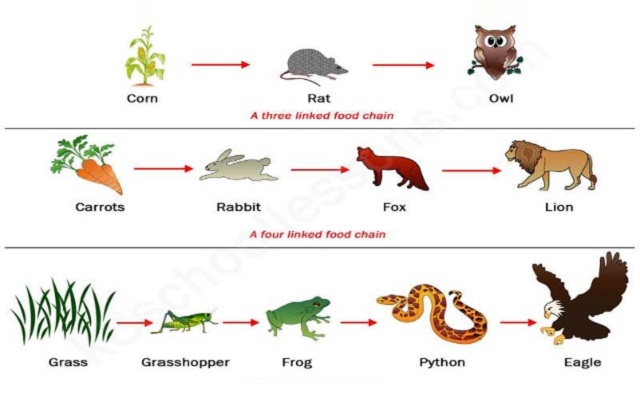 WBCS Food Chain - Notes Biology IMAGE