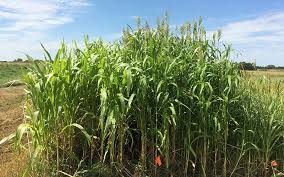 WBCS Forage Crops - Agriculture Notes IMAGE
