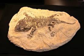 WBCS Importance Of Fossils - Zoology Notes IMAGE